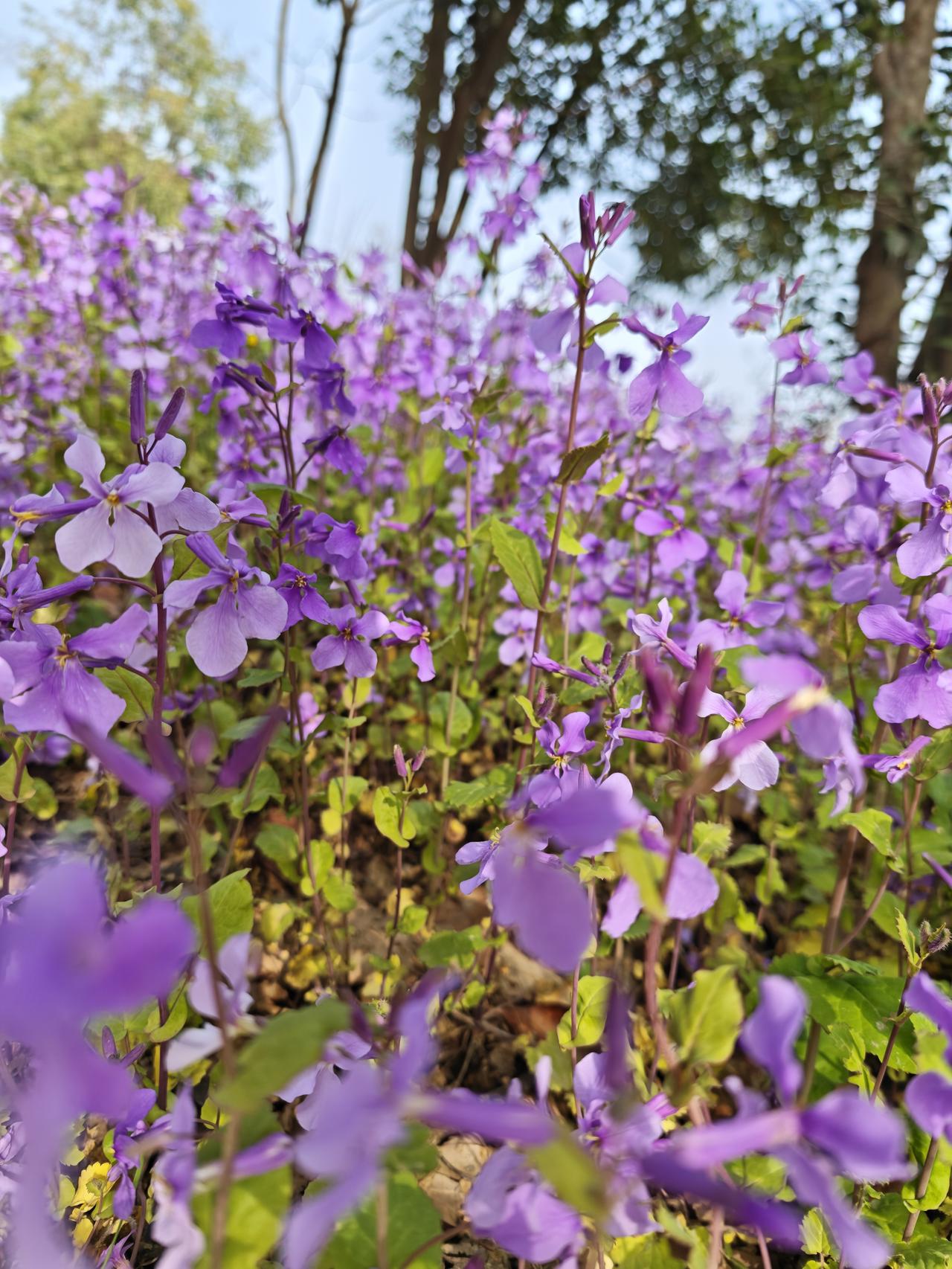 一句话记录春日心情春天是真美啊
