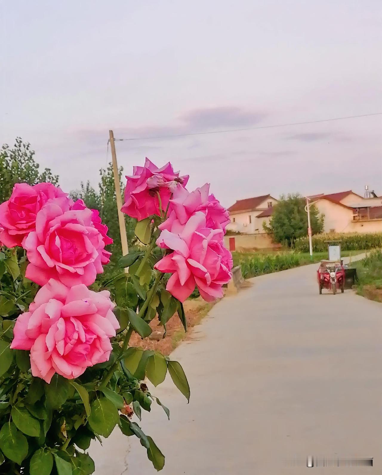 《路边大花（李林摄于汉中城固）》