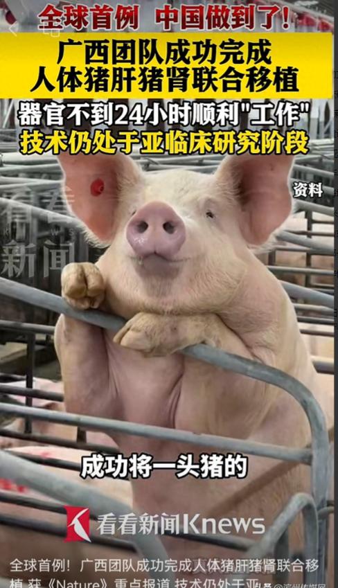 全球首例！广西，一医生将整副猪肝及两颗猪肾，一次性移植进一位脑死亡男子体内。不到