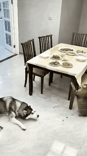 笑不活！猫咪掀翻餐桌嫁祸二哈，傻狗急得用爪子指证，差点开口说话！
 
主人刚端起