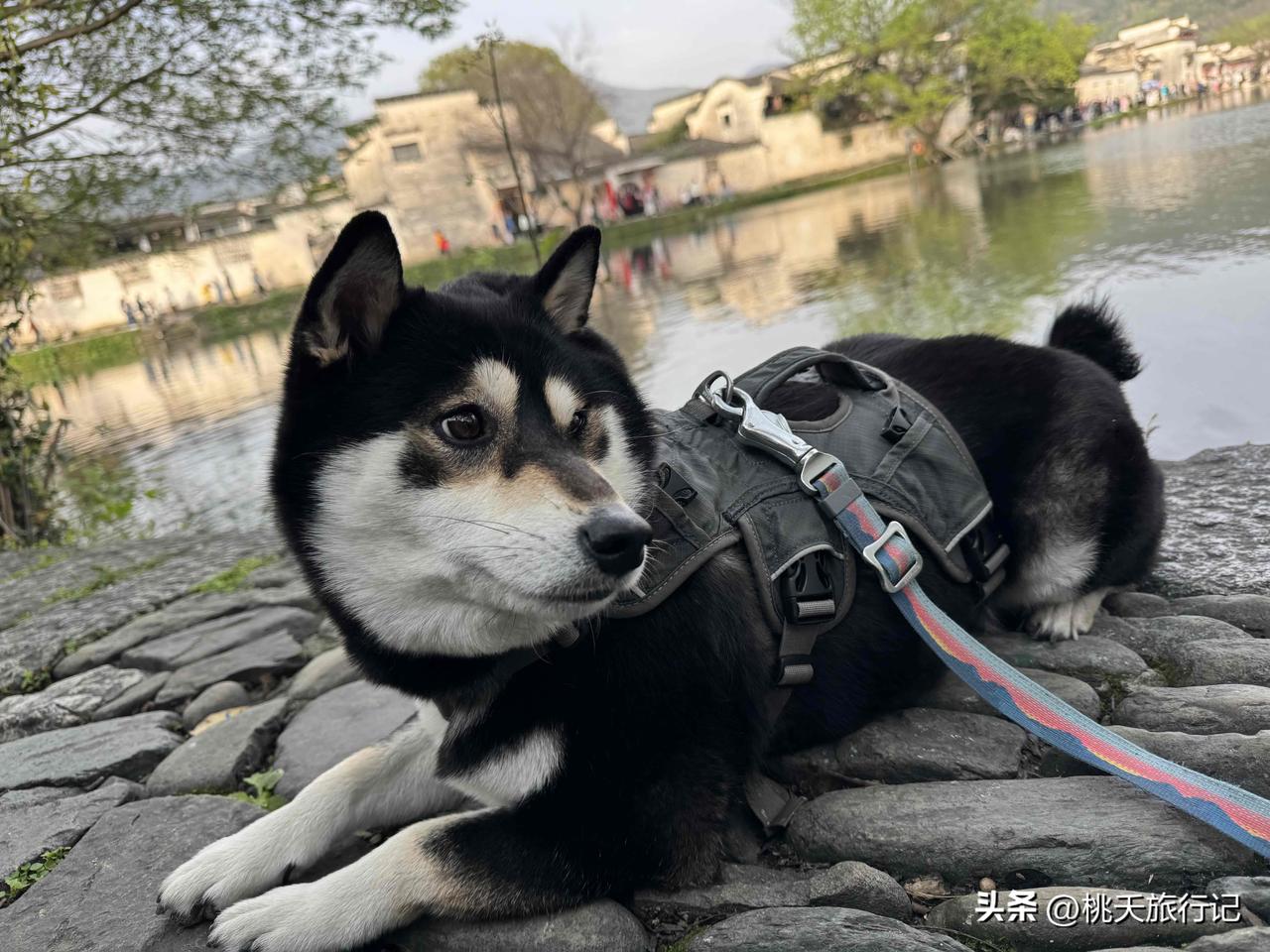 清明假期的安徽宏村，古建筑群的活力来自于人潮汹涌的人流，让体验感大打折扣！宏村暮