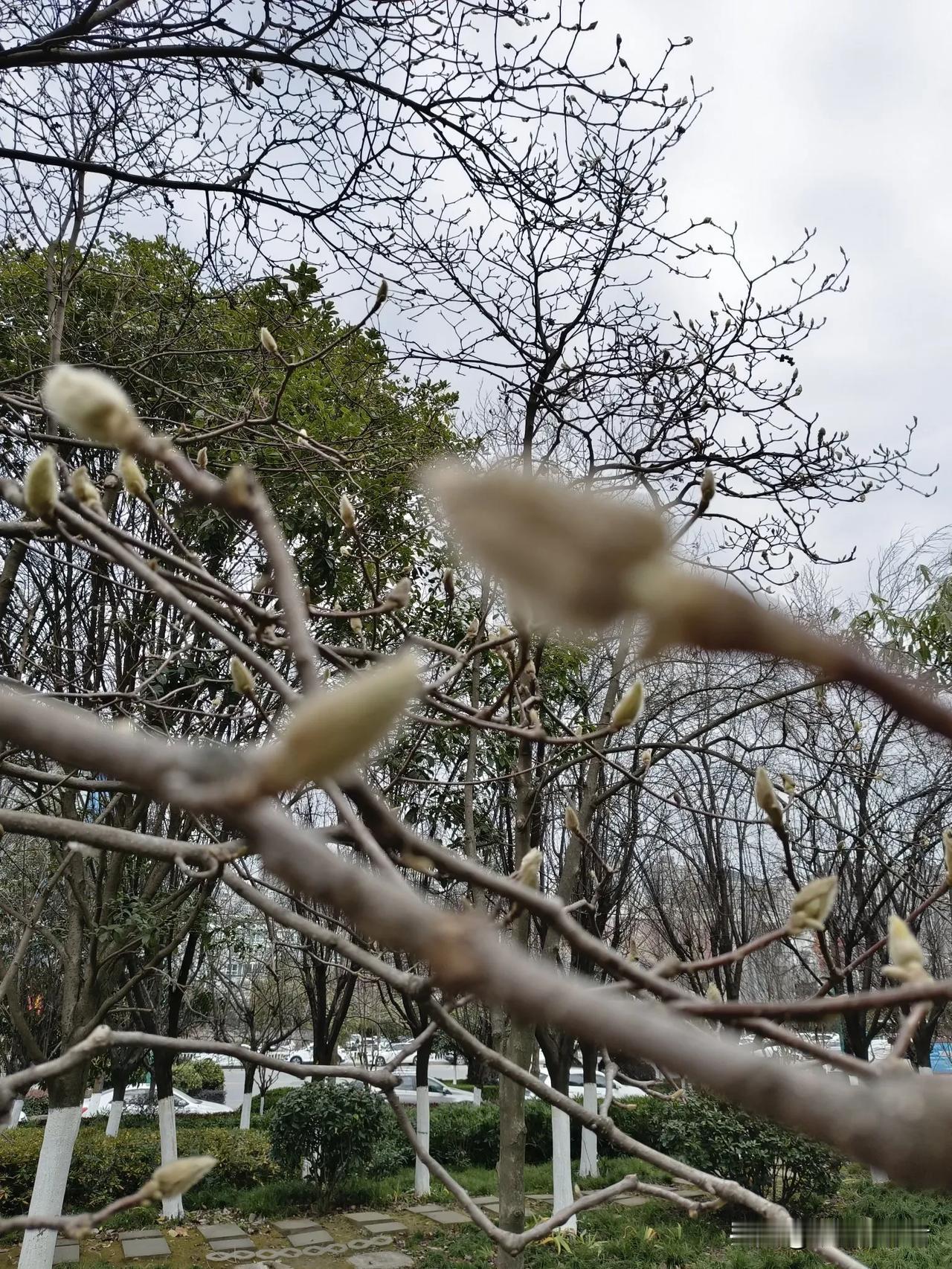 冬日暖阳下的玉兰树，静谧而美丽。