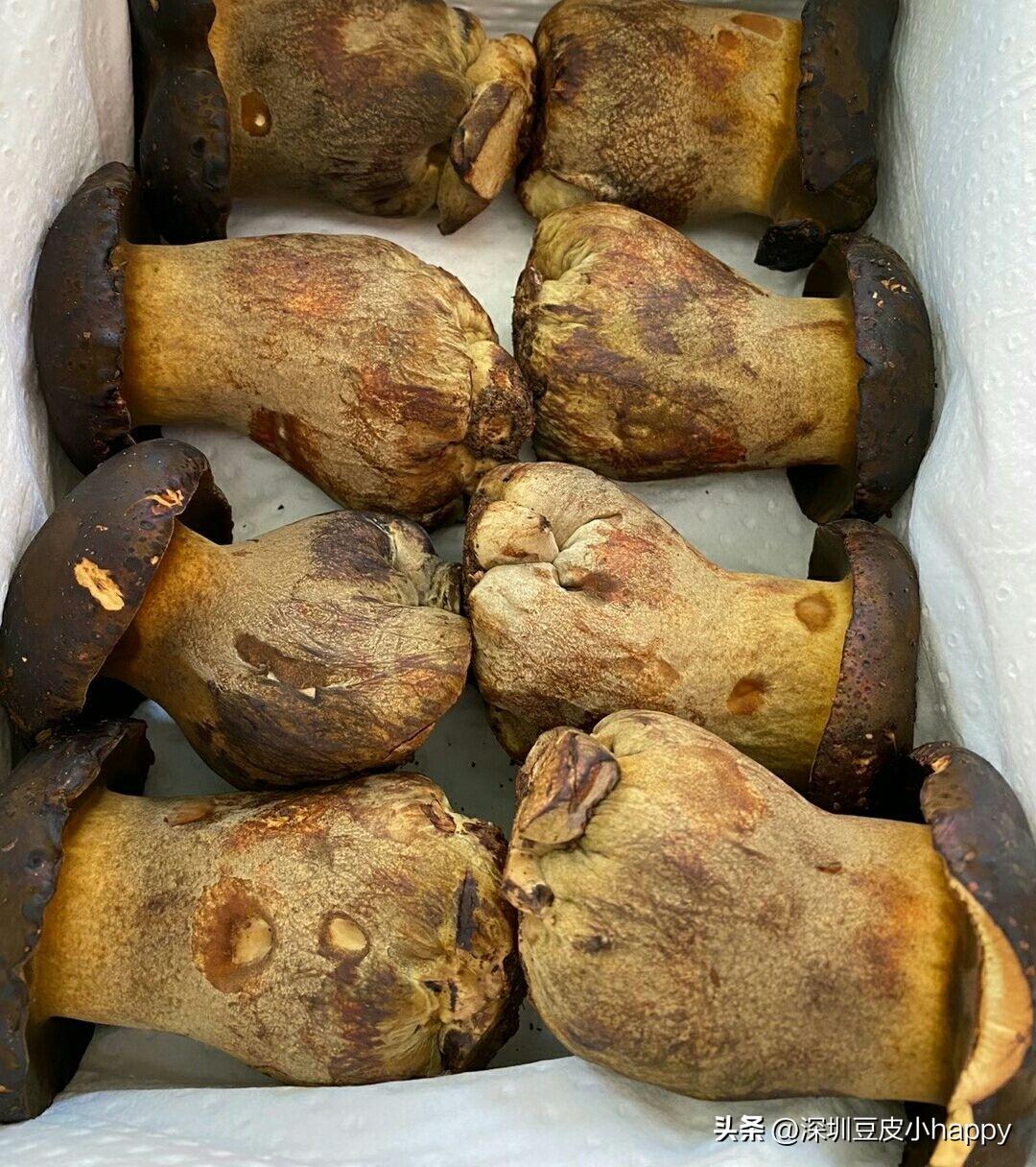 今天又给顾客带了一盒牛肝菌
她说好吃极了
今天吃的很专心 今天也吃饱了
