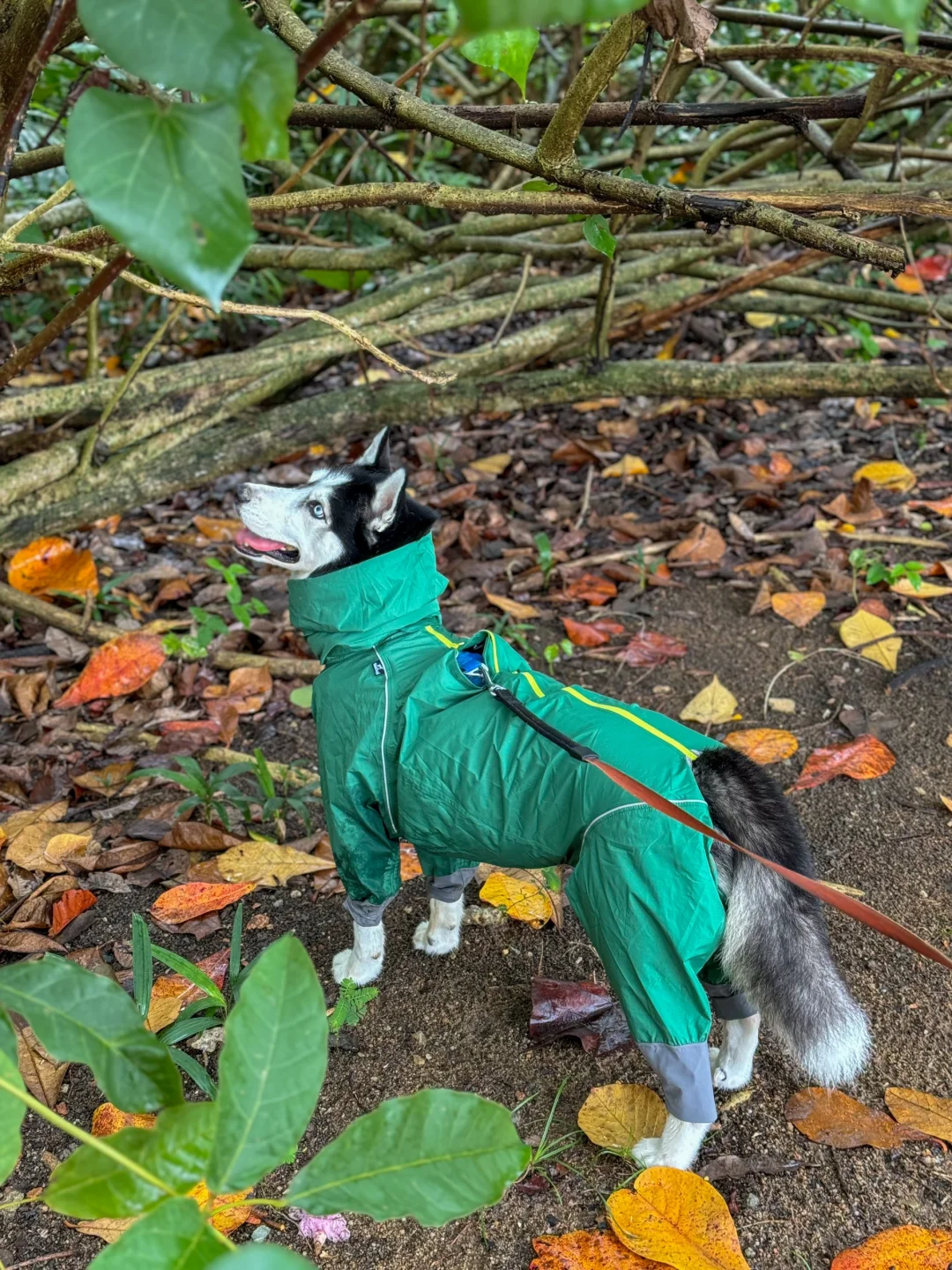 哈士奇到底有什么好的