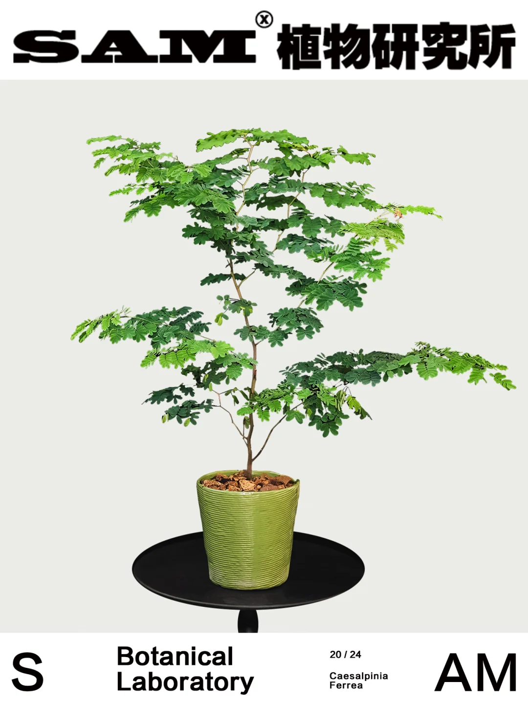 巴西铁架木｜Caesalpinia Ferrea