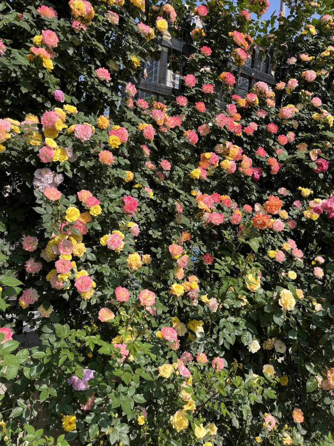 下班回家路上遇到的西安花墙，太美了！