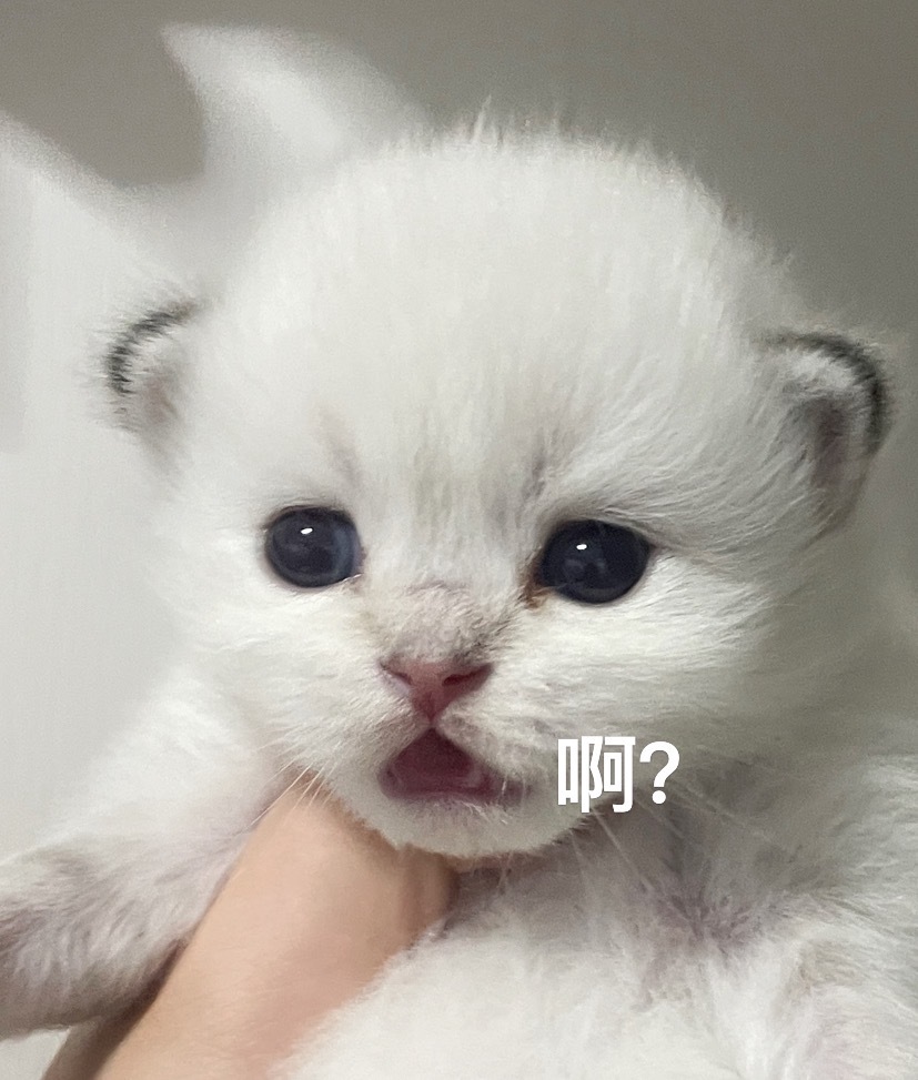 属实没想到一窝五个只有一个长毛👇🏻#英国长毛猫##金点##金山猫重点色# ​