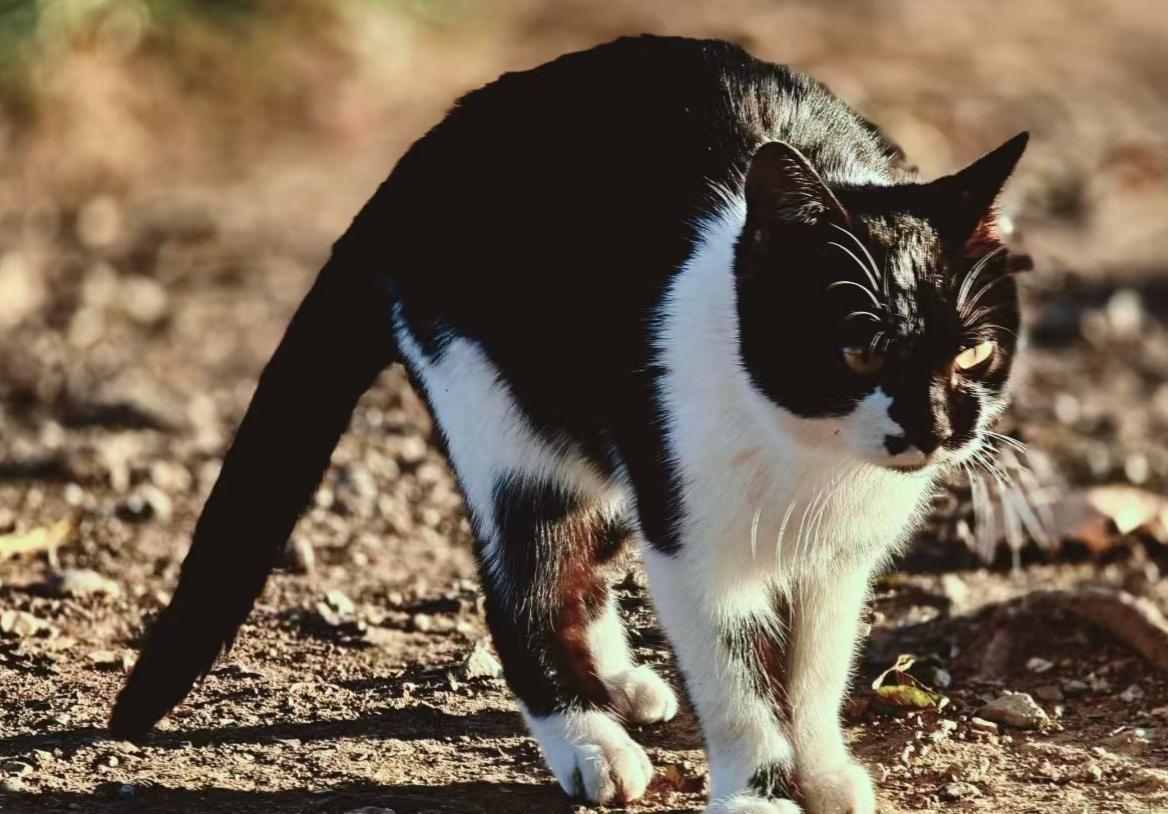 🌿猫的影子在地上被拉得修长，每一步都踩着秋意的碎屑，仿佛尘世的喧嚣都与它无关，