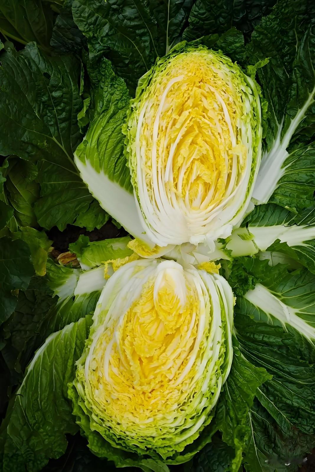 公司画饼成了一条最流行的风景线！

想要马儿跑，又不给马儿吃草。从年头就开始画，