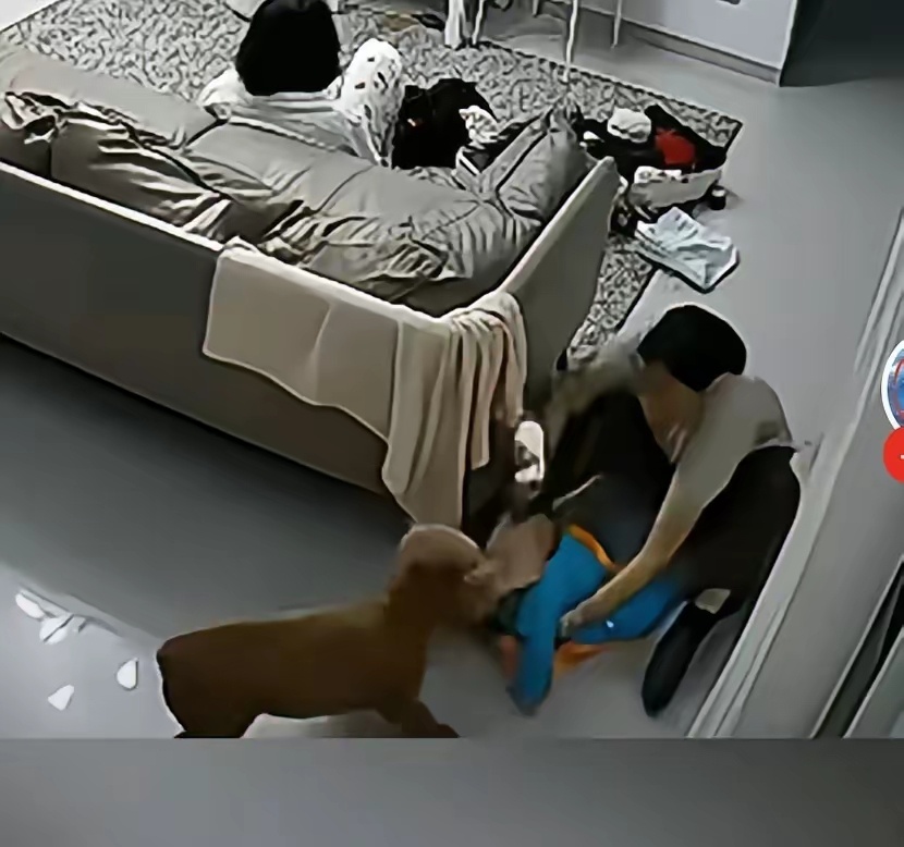 养狗者千万别再说自家的狗不咬人，更不要说不咬主人。广西一家养了5年的狗，竟然在卧