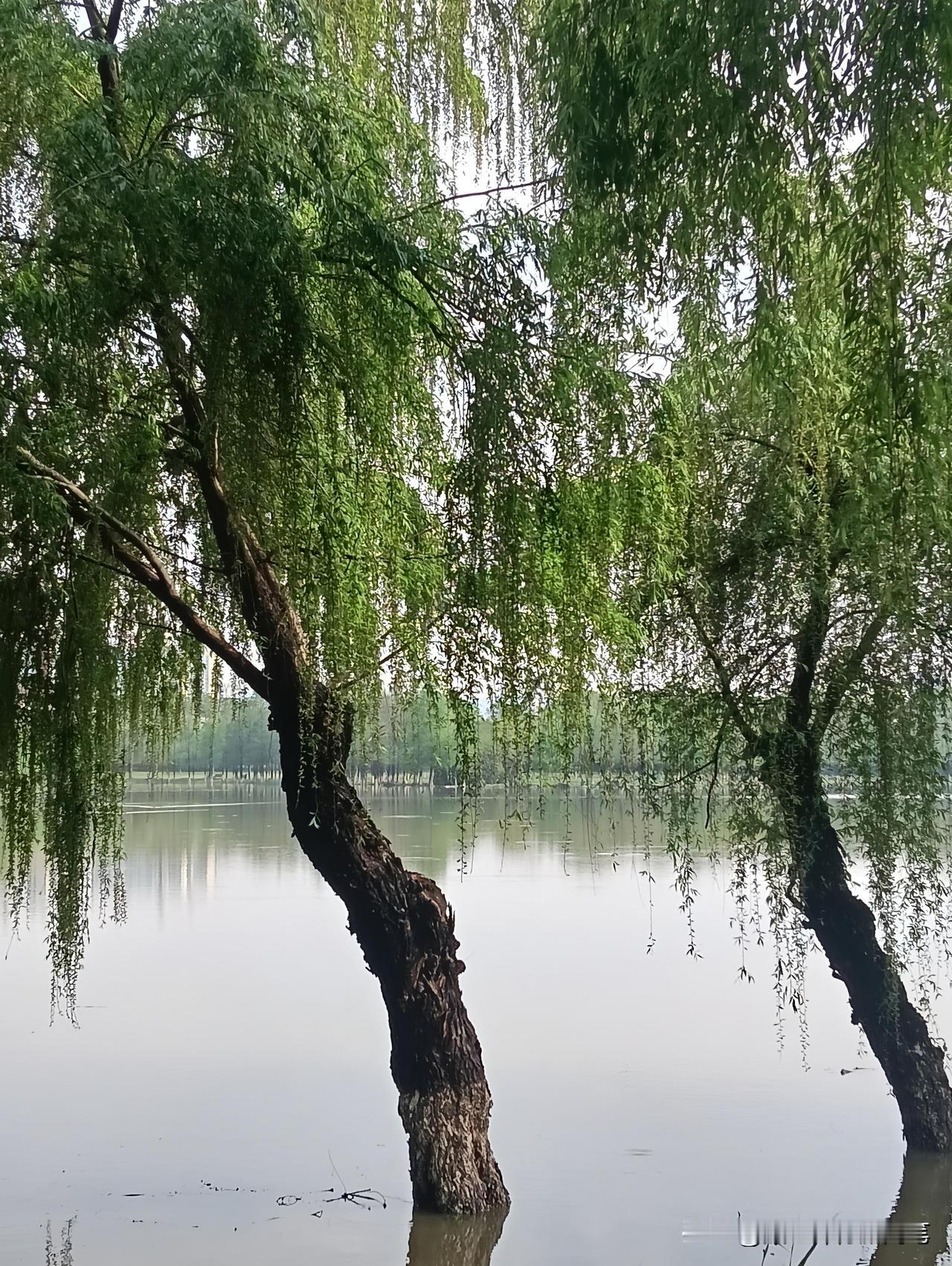 一夜春雨，孝感滚子河的水便陡涨了。

雨是住了，天也放了晴。第一要紧的，自然是到