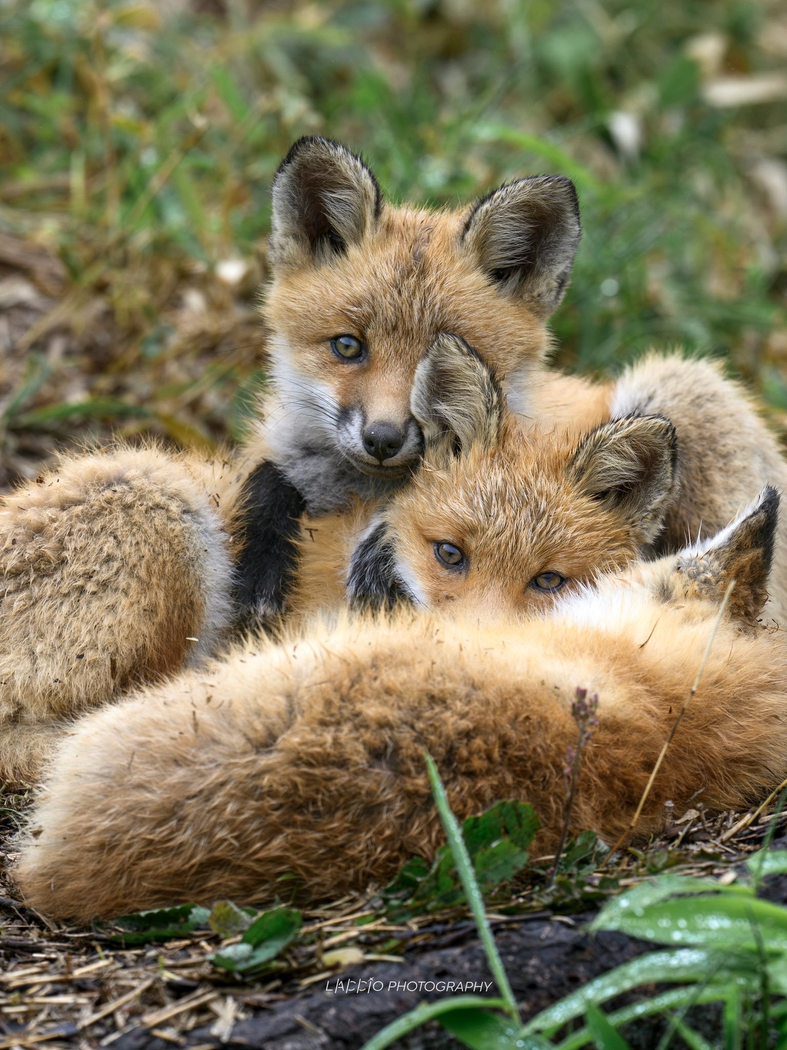 狐狸 右、下、上、左…我不知道。第一次视力检查🦊©️akirasato1019