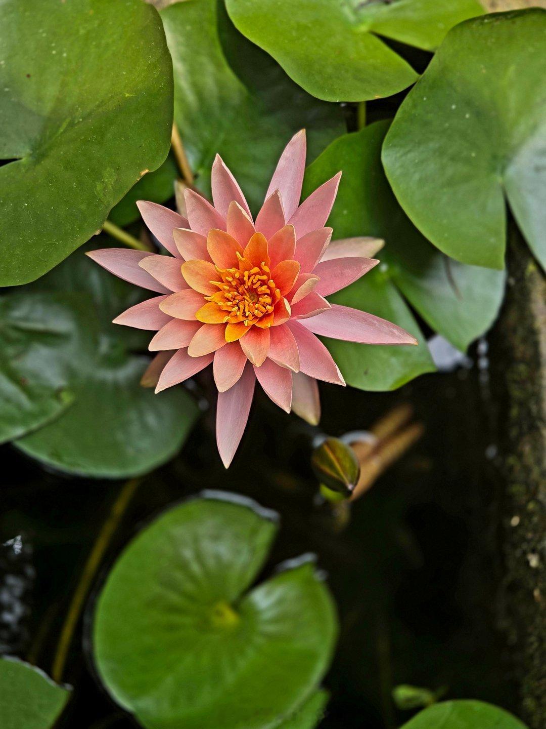早上好,新的一天成都天气早上好！成都今日天气：白天阵雨，夜间晴，气温24~34度