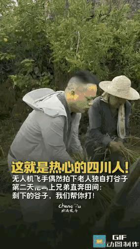 四川广安，小学音乐老师李江操控无人机，本想拍摄稻田丰收的风景。
金黄的田野铺展开