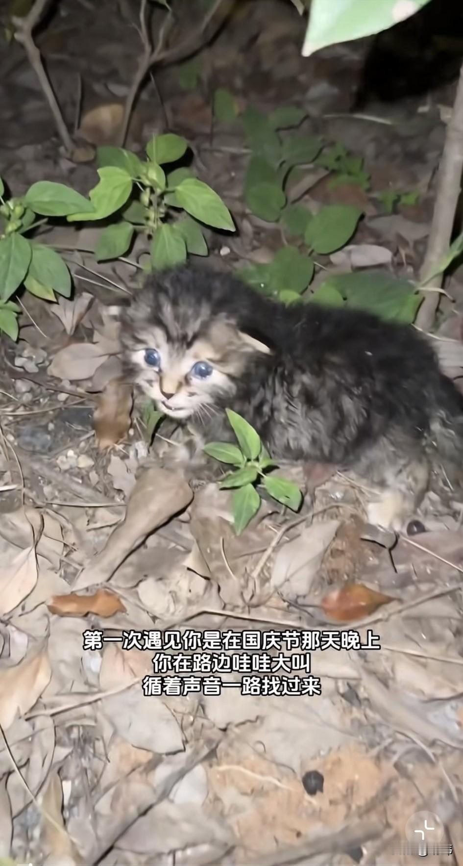 这是一位小姐姐与小猫的故事，小姐姐在国庆节那天晚上，她去夜跑，当她跑到一个公园的