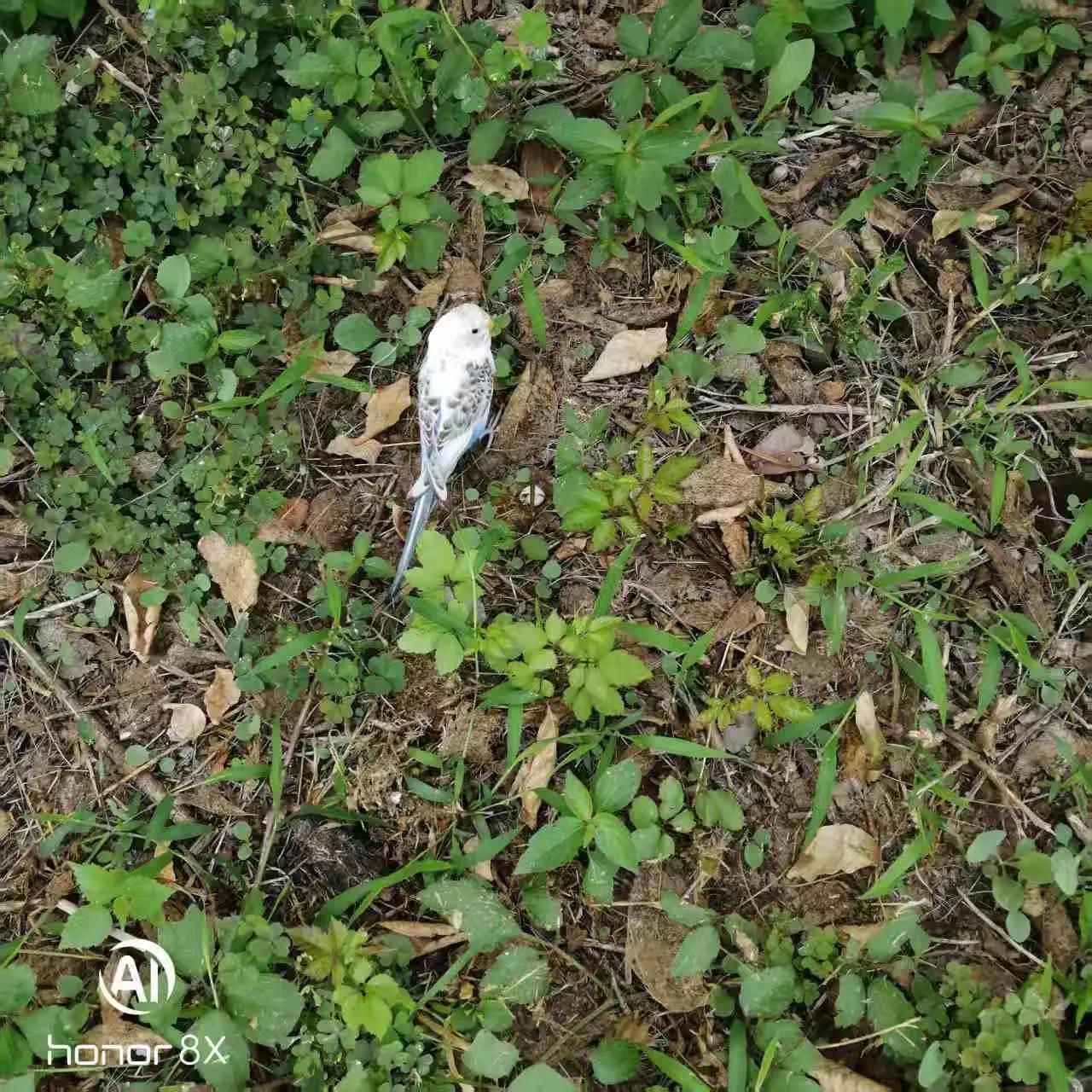 随手拍张照一只不知名的鸟，与我邂逅，我看着它，它看着我，我看它没有要飞走的意思，