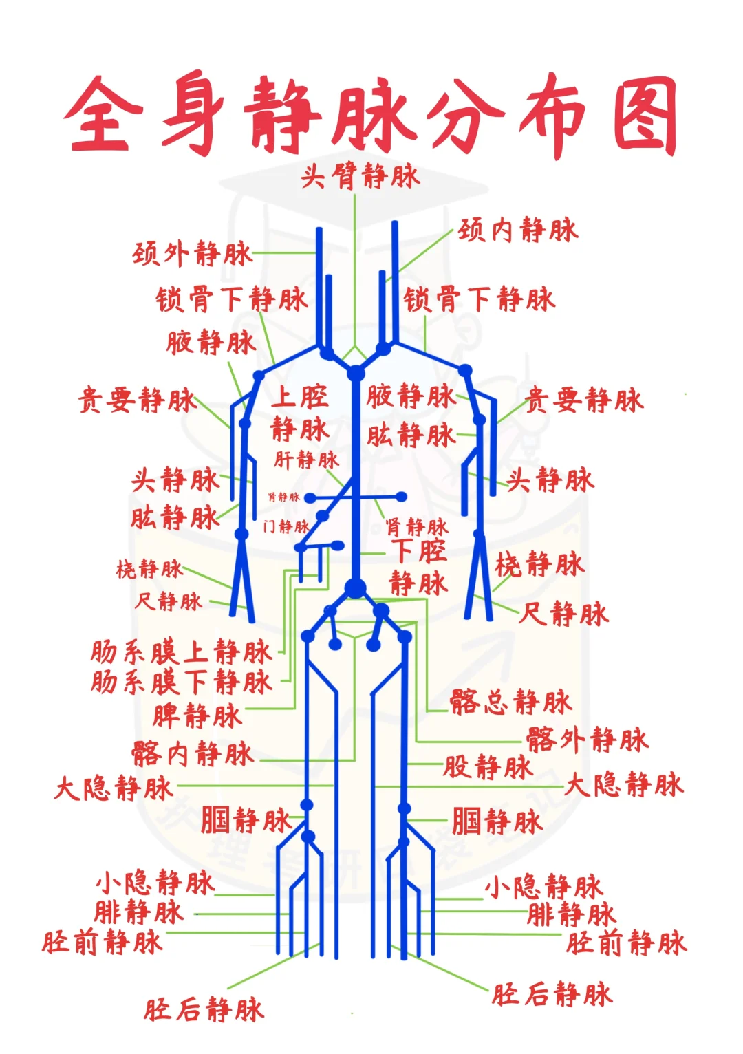 📒医学生笔记｜一张图搞定全身动静脉✅码住