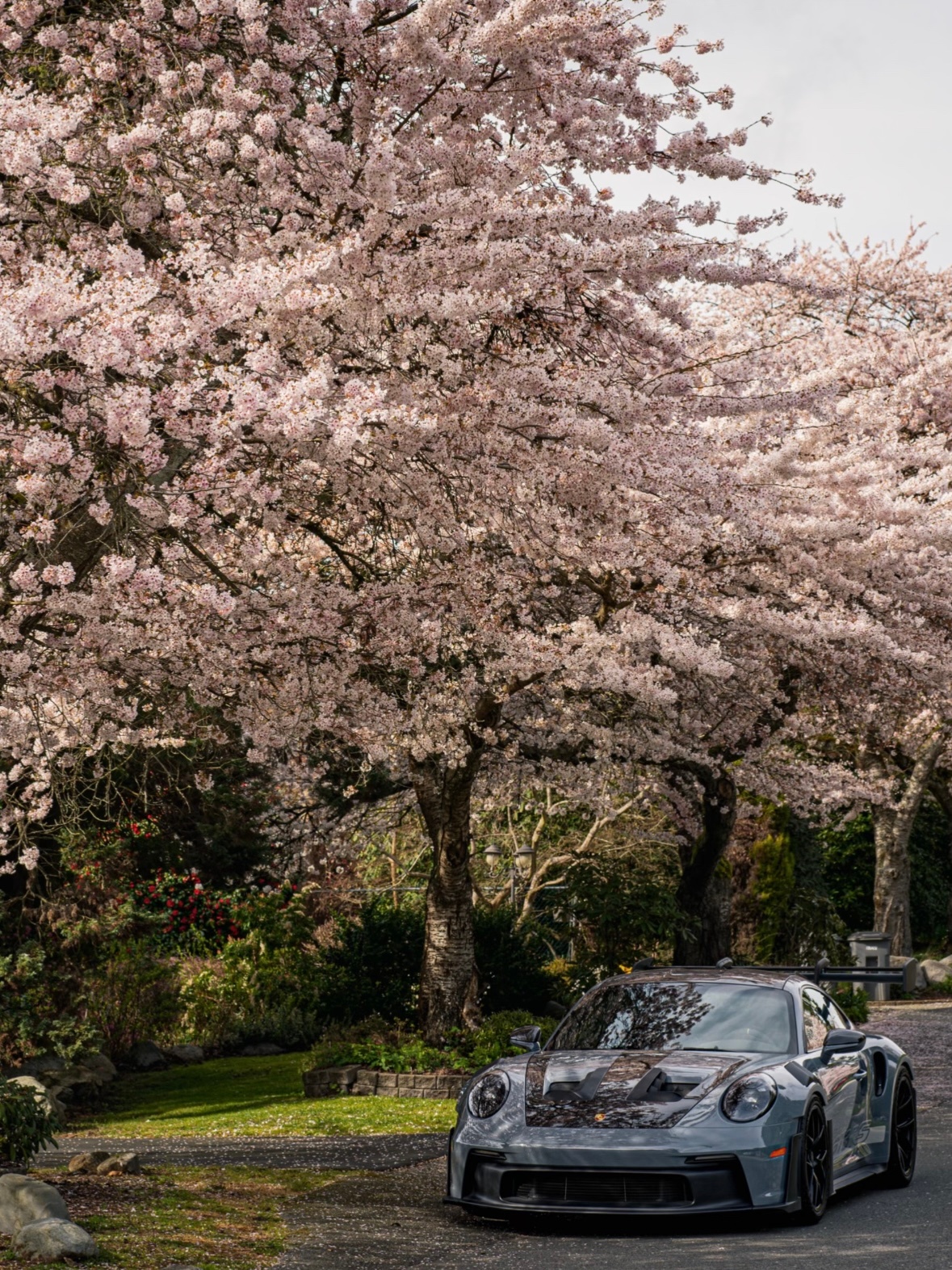 樱花树下看谁都美 保时捷更美
