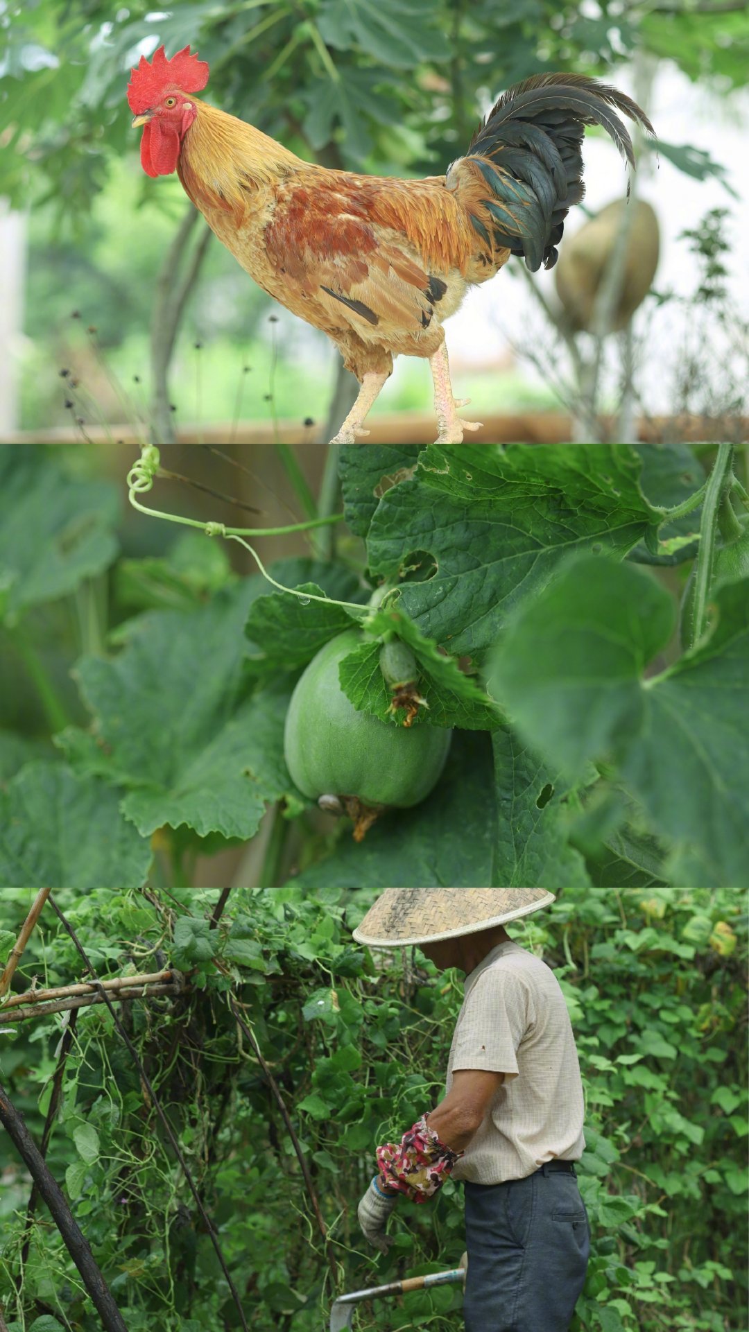 夏日小森林🌿 
