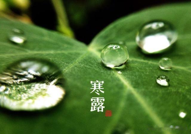 #秋日生活打卡季##二十四节气寒露#今天是寒露节气了，寒露是二十四节气中，第十七