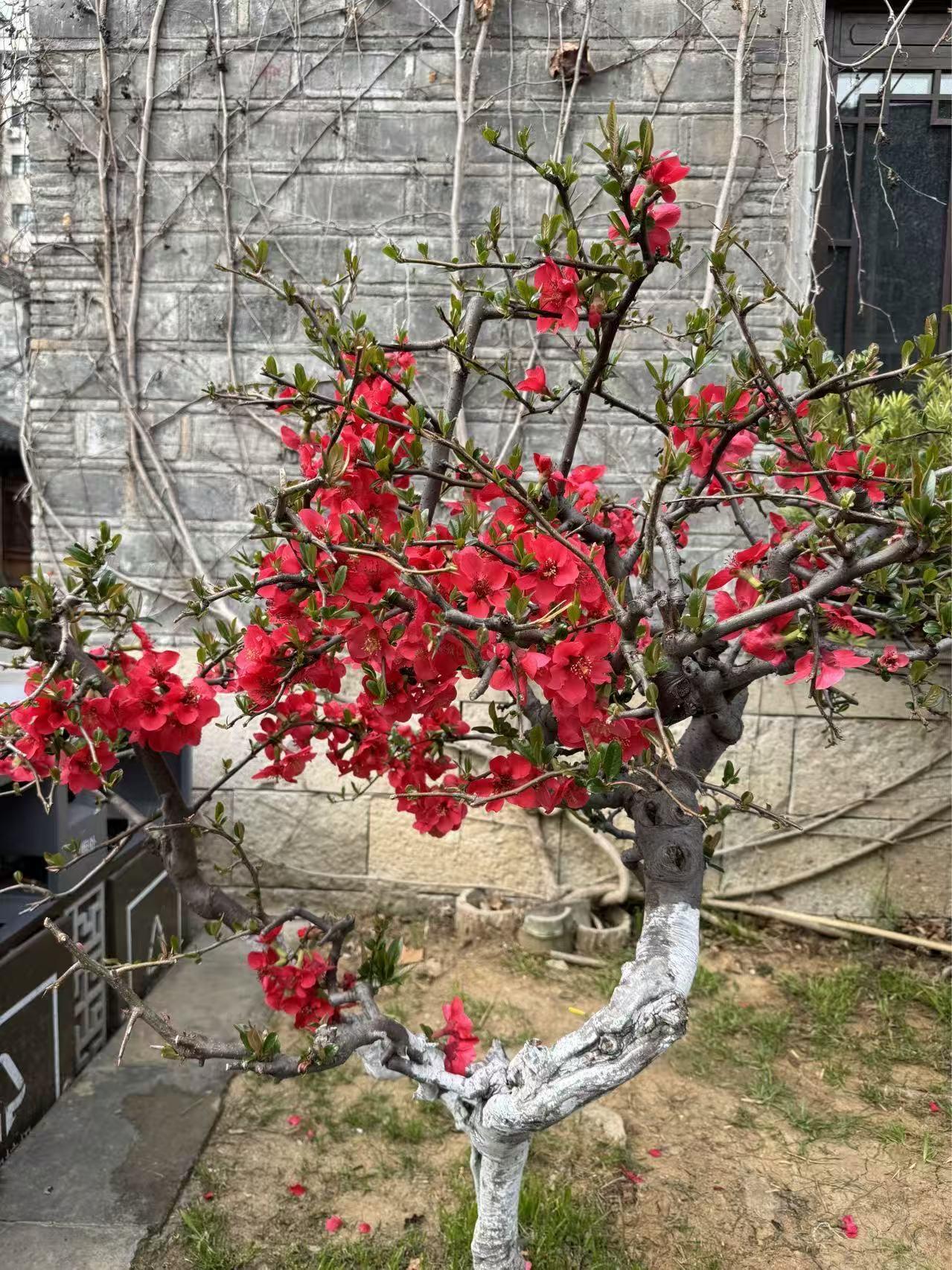 老门东不只是一处风景，更是一种情怀，一种对城市根脉的温柔守望。