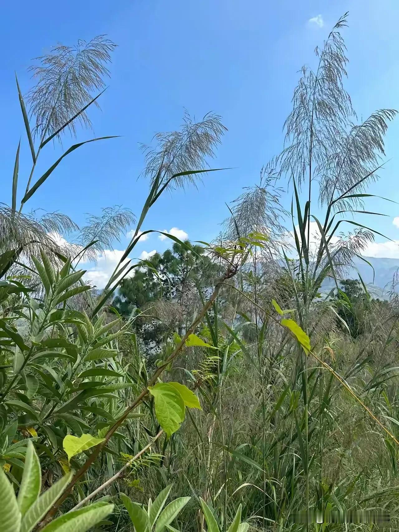 我就是再有钱，也不会想把孩子送到国外去定居。我不知道那些人是怎么想的，图的是什么