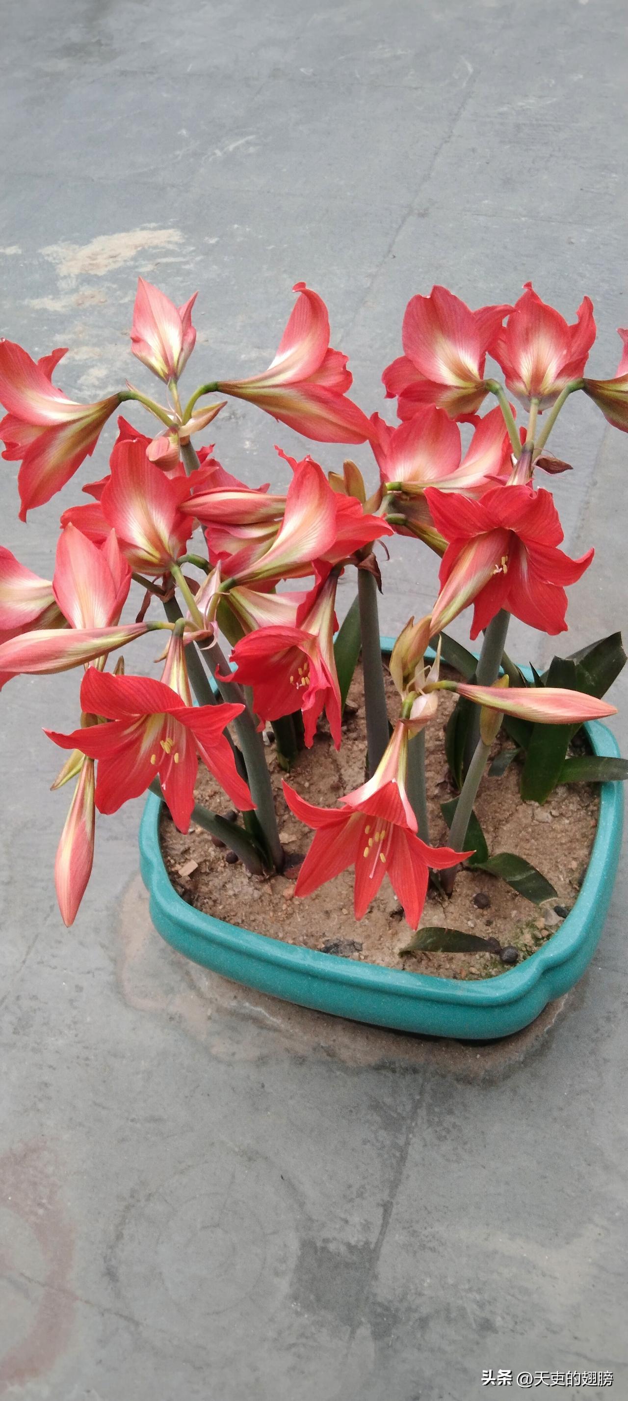 随手拍的花草树木朱顶红开花