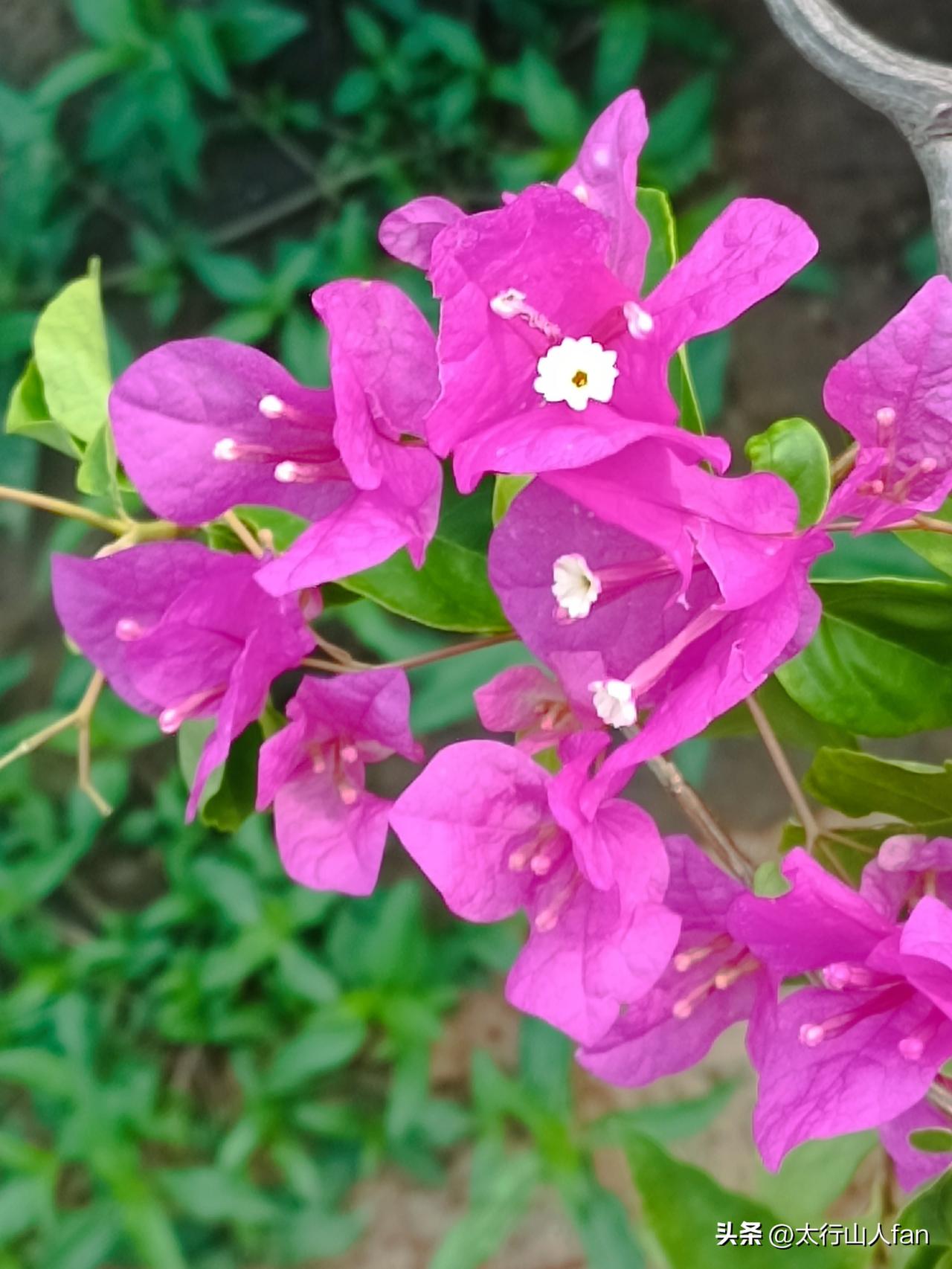 三角梅的“花朵”
三角梅（因三片苞片聚生在一起，被称为“三角梅”），我们所见玫紫