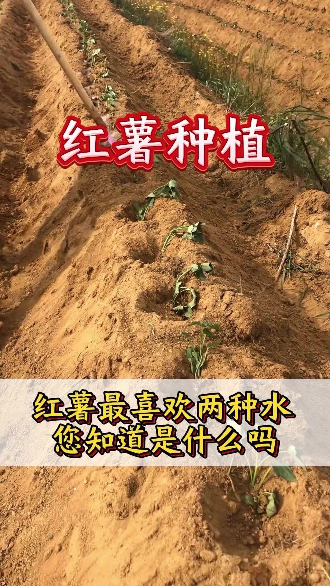 红薯移栽前一定要蘸根！这是让红薯高产不空心的关键步骤。用底肥宝兑水5斤，给红薯根