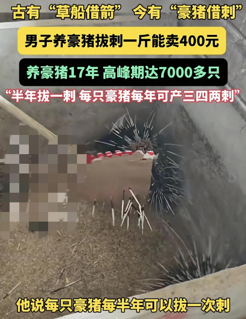 四川内江一男子养豪猪每年把豪猪身上的刺，一斤能卖400元高峰时期，养豪猪数量达到
