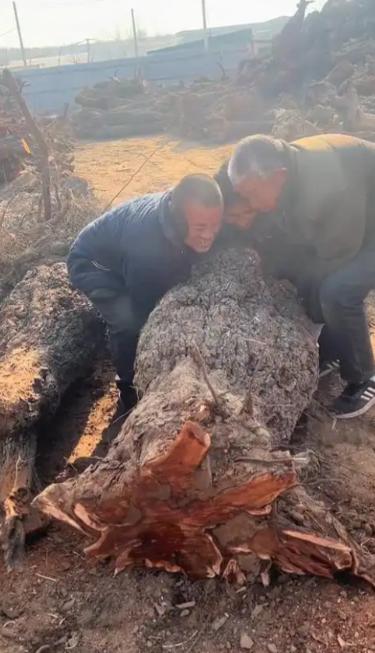 为什么枣木不能当柴烧？一位60岁的护林员告诉我，大部分树木死后都能当柴火烧，唯独