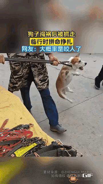 这只狗狗实在不懂事，小主人见它碗里的吃食不够，就伸手给它添狗粮，没成想反倒被它咬
