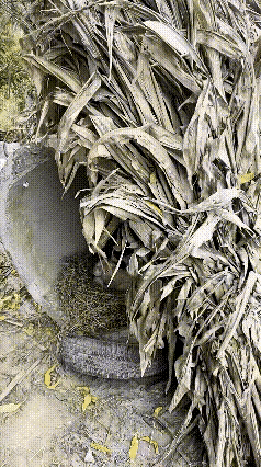 看完这段画面，内心深受触动，万物皆有灵性，母爱不分物种。猫妈妈在水泥管里安家哺育
