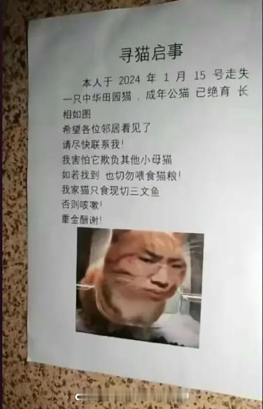 寻猫！！重金寻猫！！！