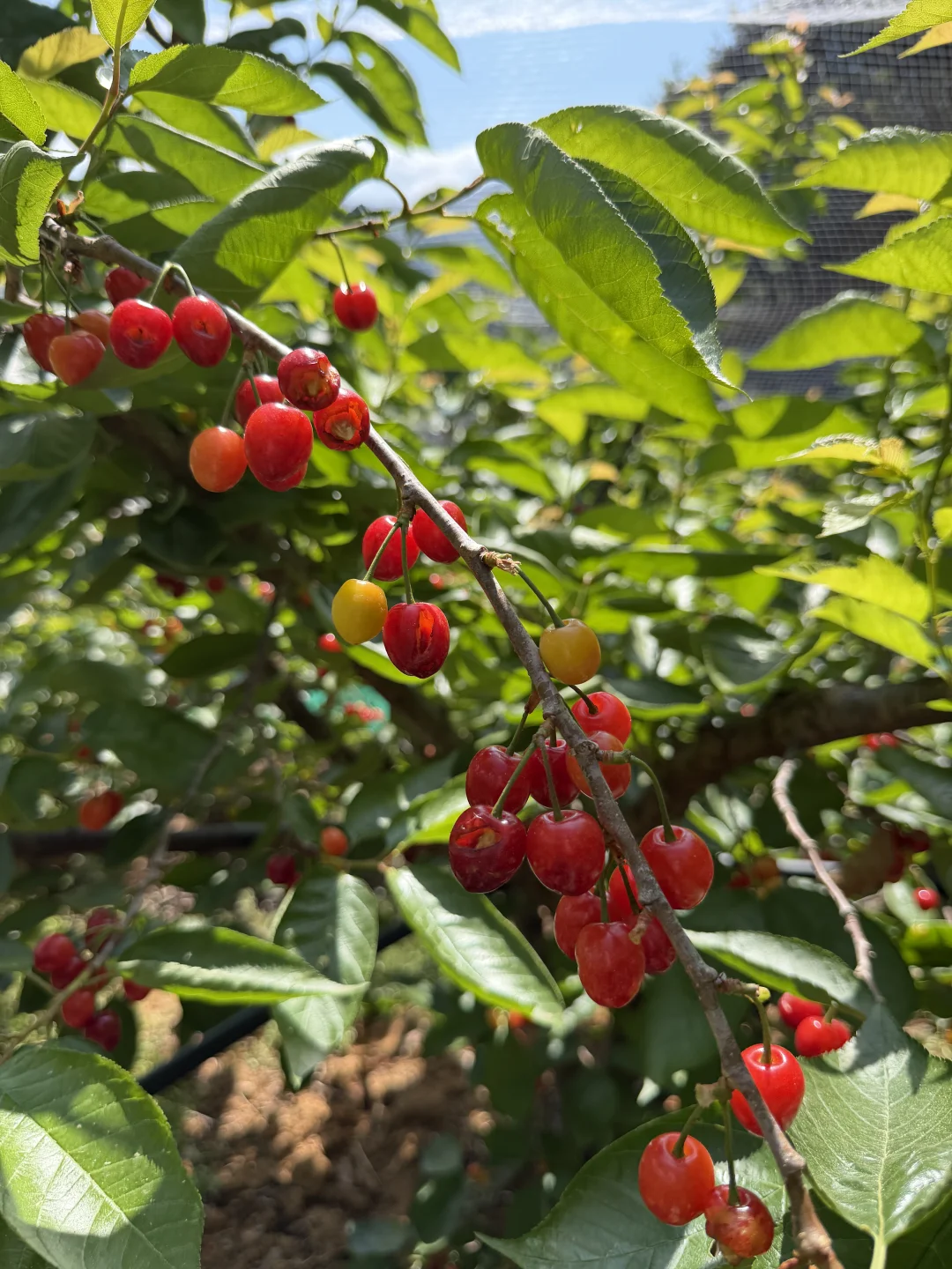 不打💊的小樱桃，要被鸟儿吃完了！