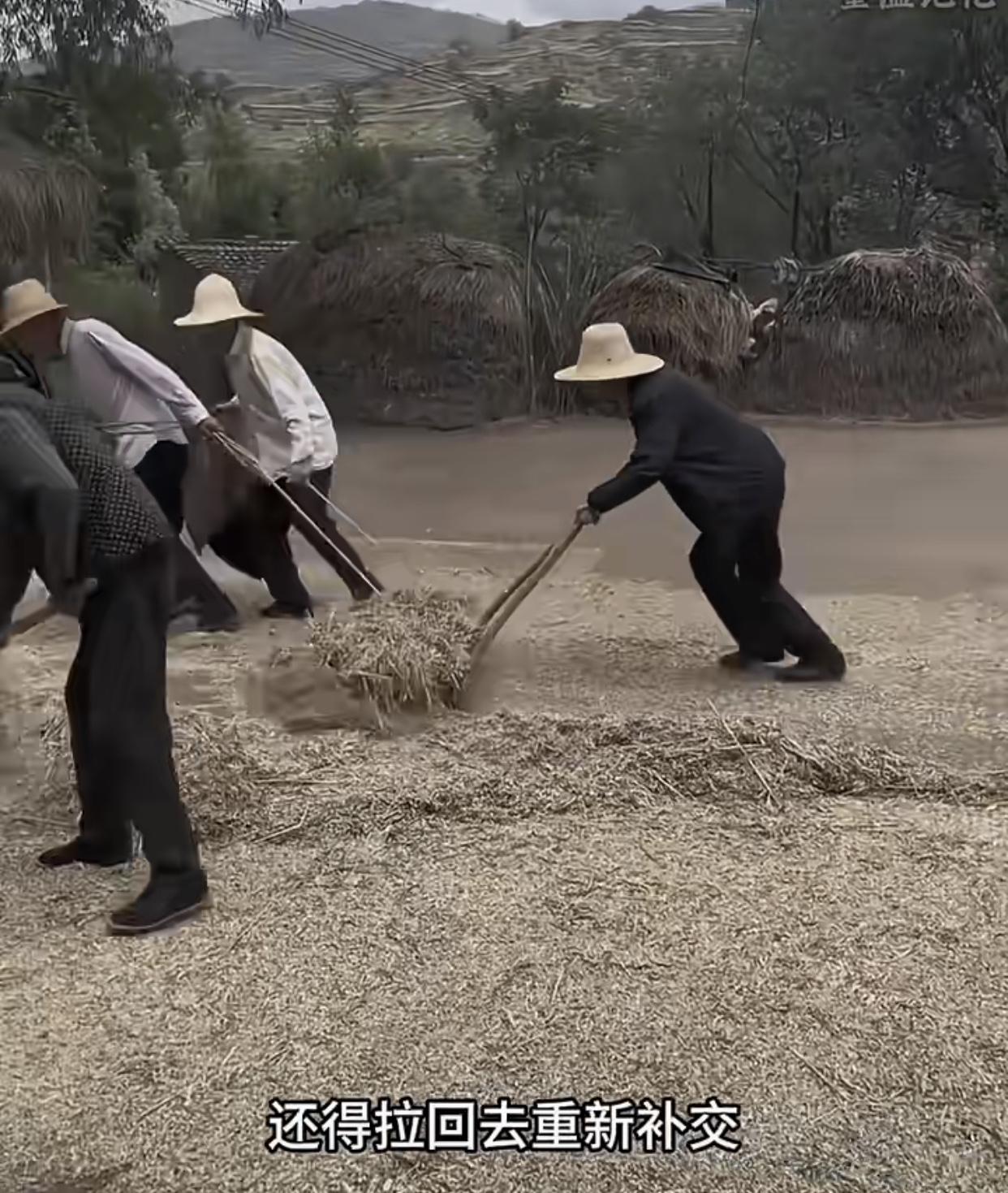 我是农村80后，
小时候亲眼见过爸妈交公粮的场景。

那时候每年秋收后，天还没亮