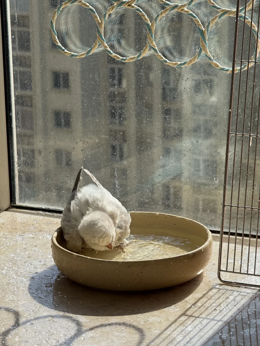 以防你们没见过野猪沐浴