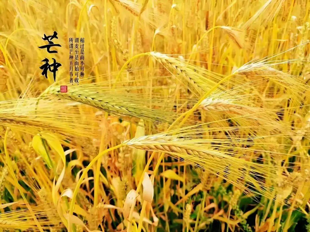 芒种节气热浪来袭，老农谚揭秘夏季旱涝规律与丰歉玄机
芒种是入夏的第三个节气，这个