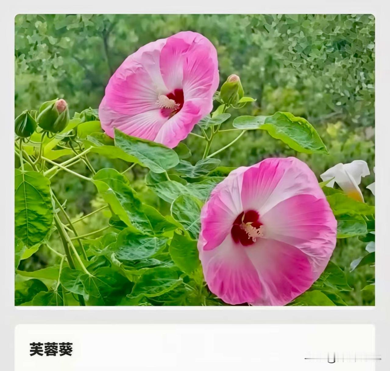 长着一张“大饼脸”却是植物
界的网红——芙蓉葵🌺
芙蓉葵‌（学名：Hibisc