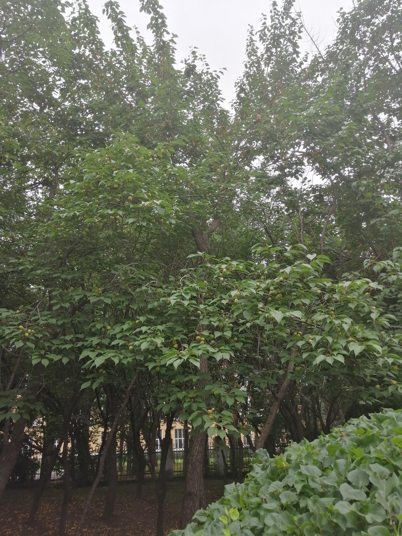 这资源太丰富了，道边这么多成熟的杏子，就是没有吃。
都烂在地上了，有点可惜了。