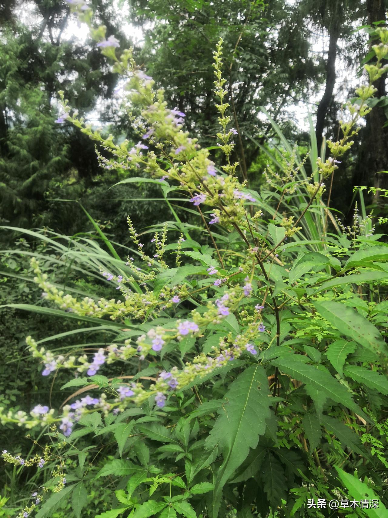 三星堆地理环境优越，又是宽阔的成都平原之一，这里文明举世，在这平原上出土了很多上