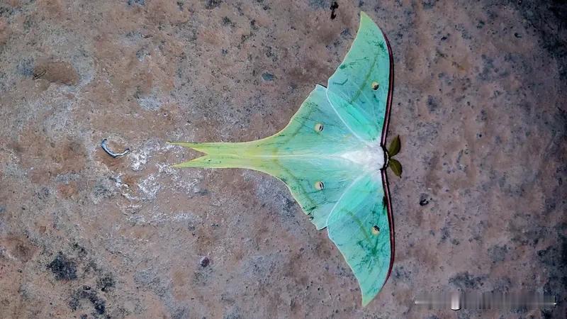 内蒙古包头禁飞区现蝴蝶状飞行物 最近内蒙古包头禁飞区出现蝴蝶状飞行物的事儿可太让