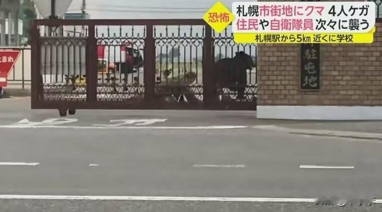 好熊熊，到点就会去完成任务了[大笑]日本熊 日本熊伤人