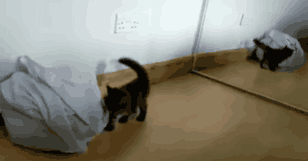 小猫第一次照镜子时，通常会表现出好奇、惊讶和警觉等状态。对于小猫来说，镜子是一个