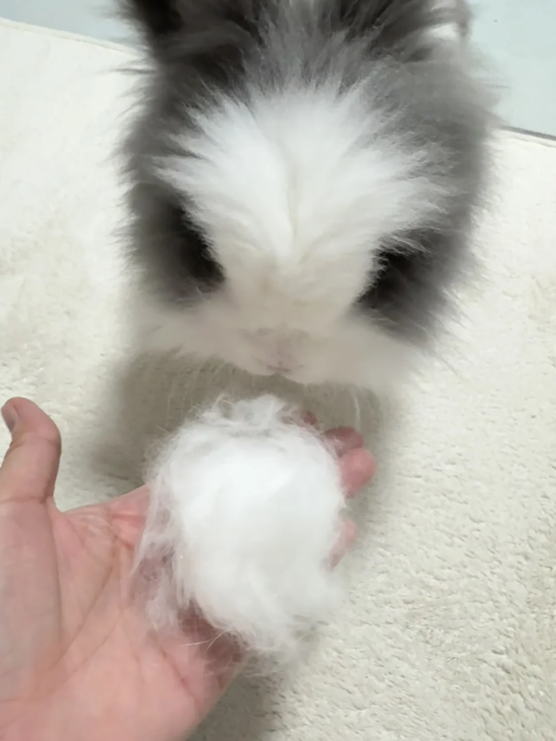 给，你的白毛毛