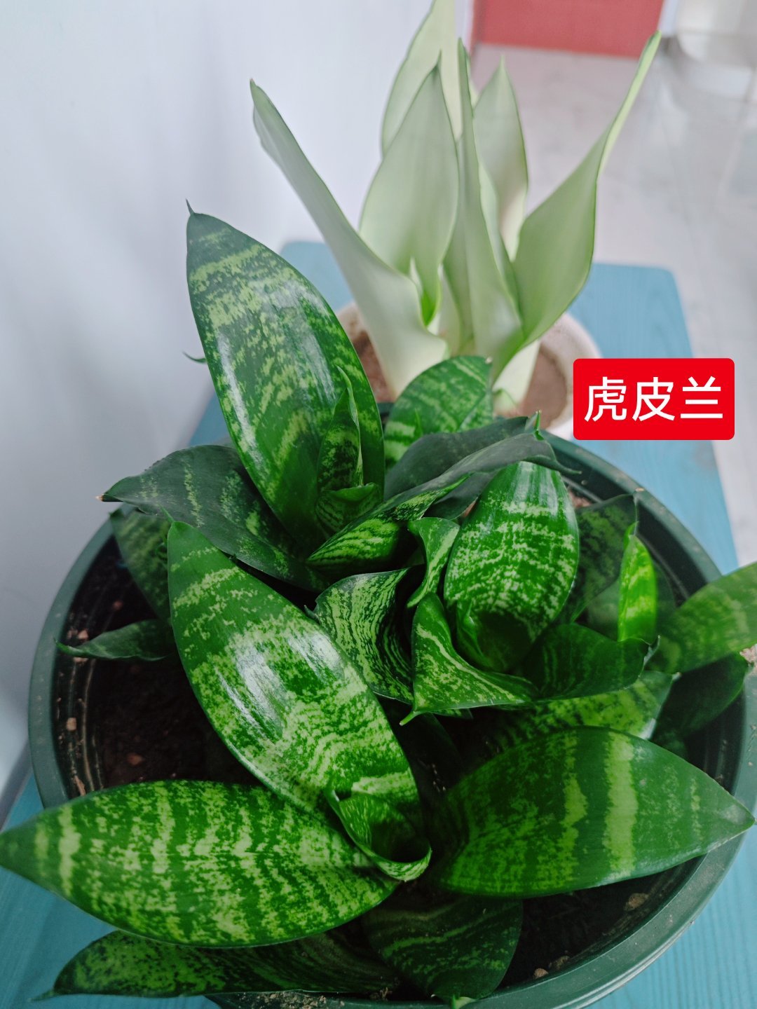 月季好难种，我开始进军虎Bi届了！[笑cry][笑cry][笑cry] ​​​