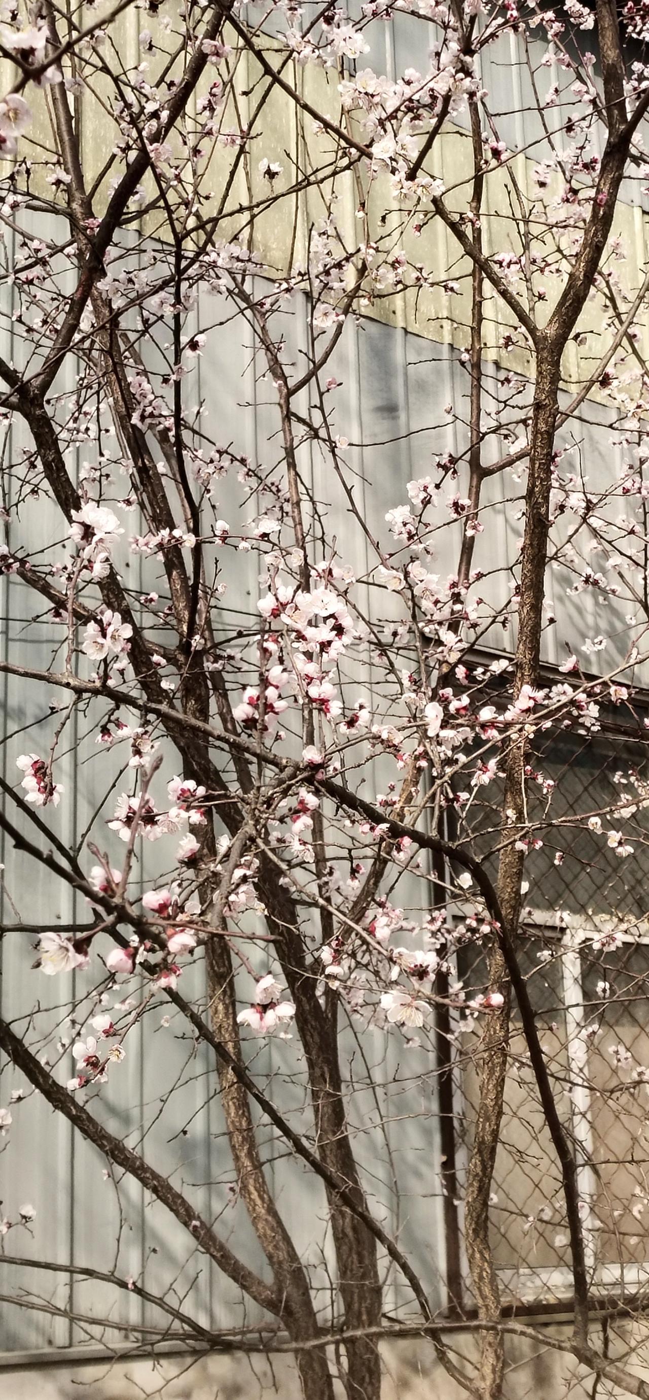 我家杏树开花了