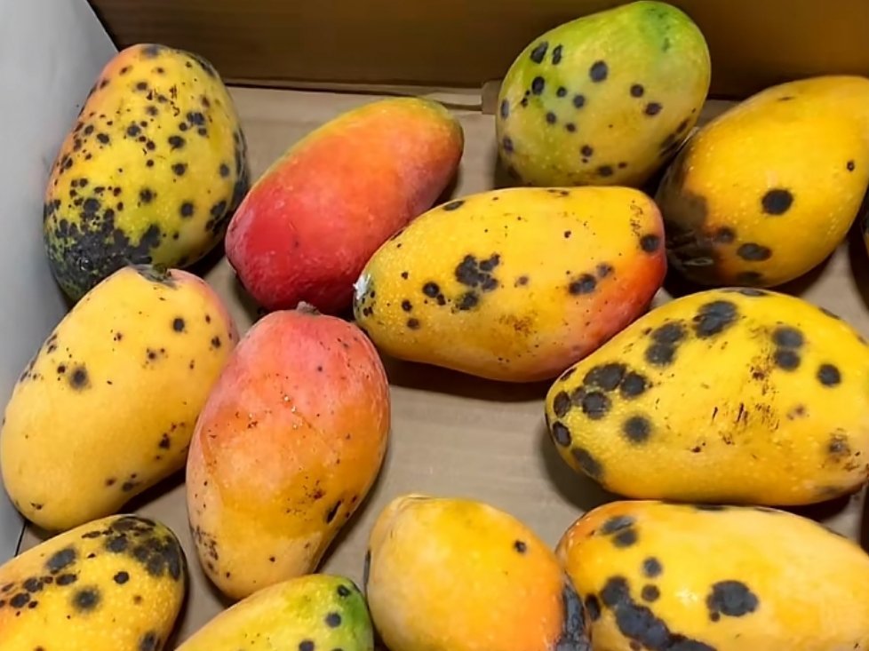 温馨提醒:这种潶心眼儿多的芒果不能吃哦 