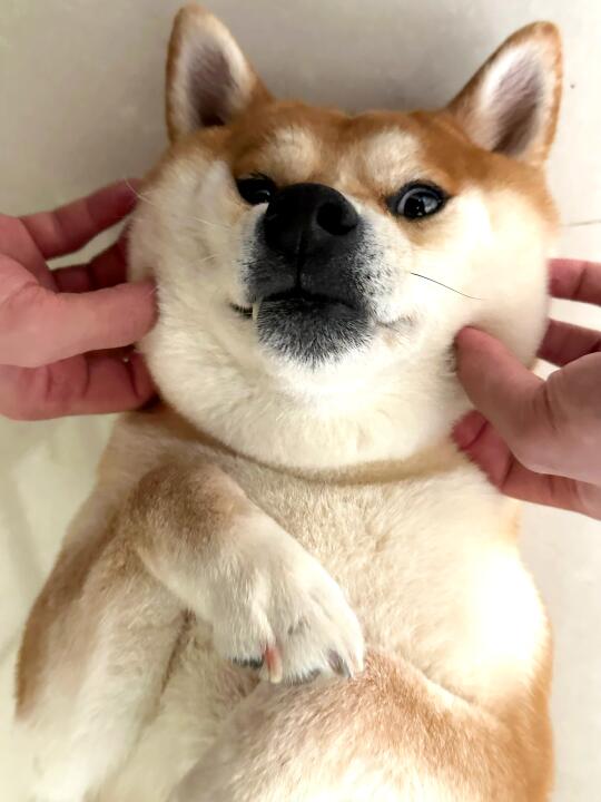ee们 晚上好