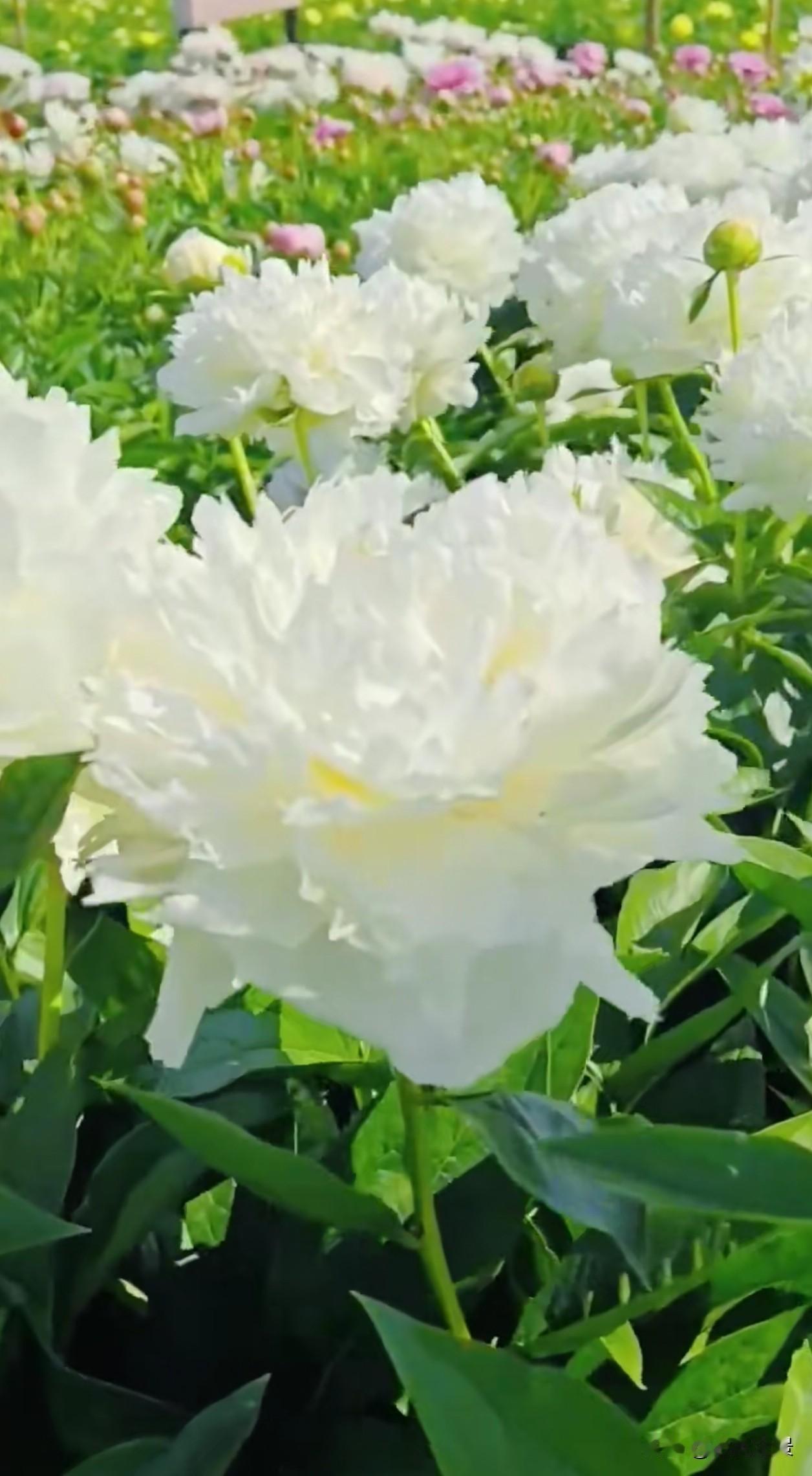整片花田开满洁白牡丹，花瓣干净素雅，在阳光下舒展如云，自带治愈人心的温柔力量。它